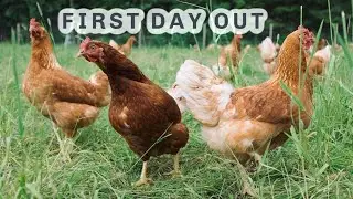HENS SEE GRASS FOR THE FIRST TIME S4 ● E30