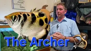 Fish Spotlight: The Archer Fish!         (Free fish #7!)