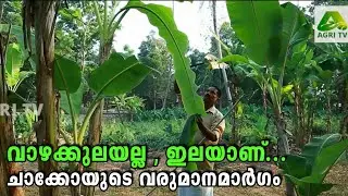 വാഴക്കുലയല്ല, ഇലയാണ് ചാക്കോയുടെ വരുമാനമാര്‍ഗം