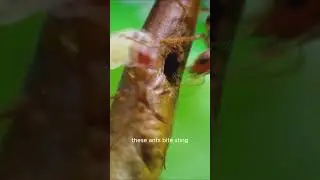 Nature&rsquo;s Smartest Tree Has Built-In Security #greenminute #education #viral #viralvideo #nature