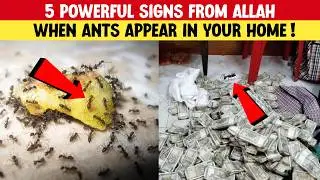 5 Powerful Signs from Allah When Ants Appear in Your Home