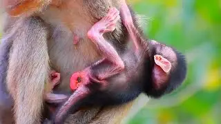 Most Beautiful Monkey Moments Of Young Tiny Mommy in the Wild, Adorable Wildlife