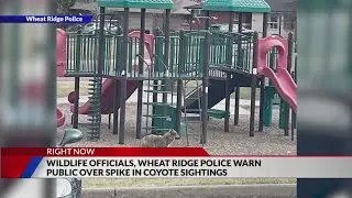 CPW urges vigilance as Wheat Ridge police report spike in coyote sightings