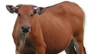 ANCESTRY NG PHILIPPINE NATIVE CATTLE