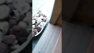 Белые грибы