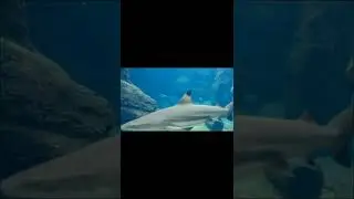 sea predators swimming #sea #seapredators #animals #shorts