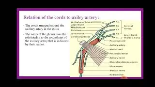 Brachial Plexus Simplified | Wegdan The Anatomist