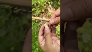Survival Skills: Fishing with a Spearfish is Easy and useful #bushcraft #outdoors #camping #fish
