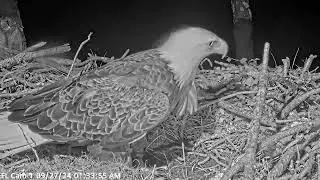 Stormy night in the nest American Eagle Foundation NEFL Cam 1 - Live Bald Eagle Cam / NEFL Cam 4