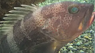 アオハタ　Banded grouper,Yellow grouper　Epinephelus awoara