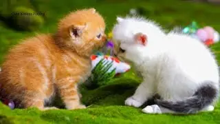 Cute Kittens Playing - Cats Meow Meow - Baby Kittens Crying For Mom - PiluBilu