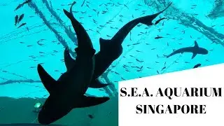SEA Aquarium, Resorts World Sentosa, Singapore- One of The Largest And Best Aquariums In The World