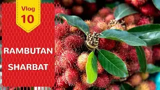 Rambutan Sharbat || Refreshing Cool Drink || Seasonal Fruit || Easy Homemade