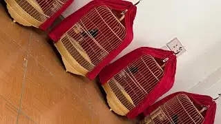 Thích quá gột CHÒE ĐẤT bổi tại nhà Điệp ( Cám Chim Đất Việt  - 0908.070.555 )