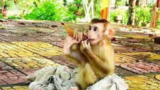 Torres less playful and stay only on towel cos former owner kerp him only in cage ?