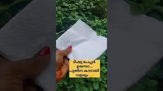 Do you have tissue paper?? Mint will grow like a forest #tips #shortvideo