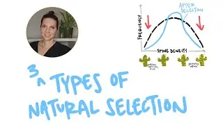 Natural Selection: Stabilizing, Disruptive, and Directional Selection