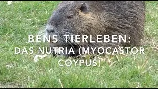 Das Nutria - (Wald)Kurzwissen