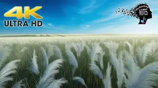 4K Relaxing Majestic Silver Grass Scenery with uplifting acoustic guitar for anxiety relief #asmr