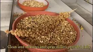 Diet overview of Daniel L&uuml;tolf's Birds
