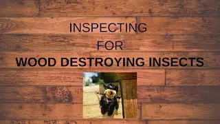 Inspecting for Wood Destroying Inspects