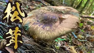 山に行ったらキノコの王様に出会った