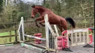 Biddesden Poormina loose jumping Jan 2021