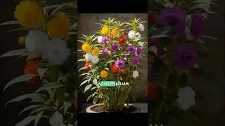 Balsam Flower Plant