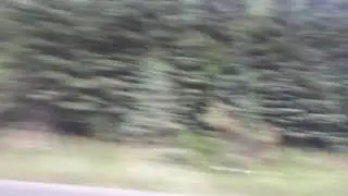 mostly fast moving trees for a minute