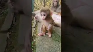 monkey 💖 #shorts