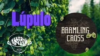 L&uacute;pulo Bramling Cross