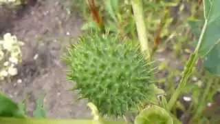 Datura - Seed capsule - Tindaepli - Trompetbl&oacute;m - Fr&aelig;h&uacute;s - Sumarbl&oacute;m - Eiturjurt  - N&aacute;ttskugga&aelig;tt