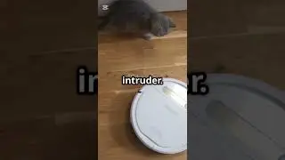 Robot Vacuum vs Cat Showdown #cat #shorts #shortvideo