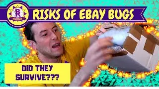 RISKY Ebay PURCHASE! - Stick insects!