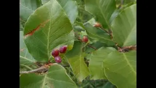 Aculops macrotrichus, Pemphigus spyrothecae, Mikiola fagi, Cystiphora sonchi, Contarinia petioli