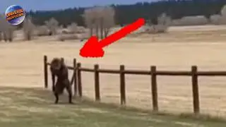 Ele achava que era Lenda, at&eacute; que gravou ISSO na sua Fazenda em Plena Luz do Dia