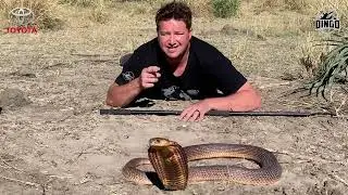 How's this massive snouted cobra!!