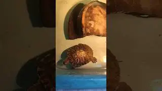 uv smoke 😧#tamil#fish #aquarium#fishaquarium#fishtank#pets#tamil#turtletank#birds#turtle#shorts