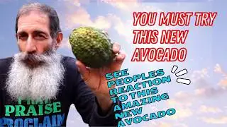 New Avocado You Should Get In 2025. THE BEST ONE