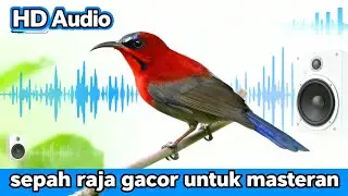 MASTERAN SEPAH RAJA ASLI HUTAN 🔥 Suara Jernih & Ngalun Panjang #sepahraja#masteransepahraja
