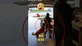 Золотистый ретривер спас её 🥺🫣😱😳