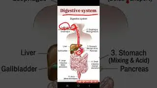 digestive system work #digestivesystem #biology #anatomy #neet #yt #study #anatomy #exam #nursing