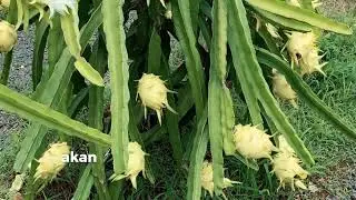 Promo Terbatas Buah Naga Kuning Sultan #sangkanika #kebunbuahnaga #buahnagakuning