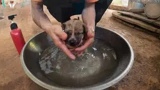 Я шел по дороге с собакой, оставленной хозяином
