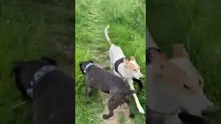 Tail Wagging Happiness  | Deaf Wadi Dog bumps into his Amstaff Brother #Shorts