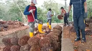 muat sawit di ram kebuza semundam ipuh