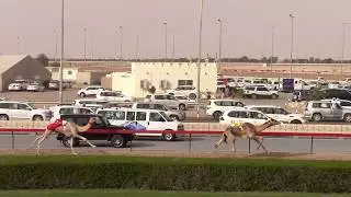 Camel Race - Crown Prince of Dubai Festival - 2019 - 2
