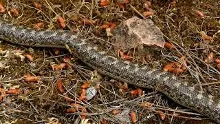 &Beta;ό&alpha;&sigmaf; &tau;&eta;&sigmaf; ά&mu;&mu;&omicron;&upsilon; ή &epsilon;&rho;&eta;&mu;ό&phi;&iota;&delta;&omicron; (Eryx jaculus).