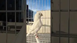 Como deve ser o CAN&Aacute;RIO BRANCO padr&atilde;o FOB