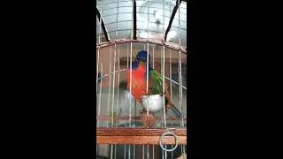 Mariposa _ Azulillo Siete colores _Painted Bunting _  Passerina Ciris